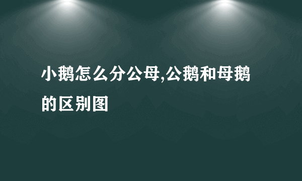 小鹅怎么分公母,公鹅和母鹅的区别图