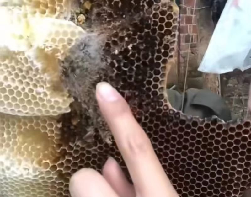 中蜂爱咬巢皮说明什么问题？