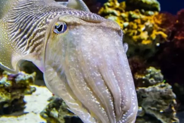 什么动物可以变色