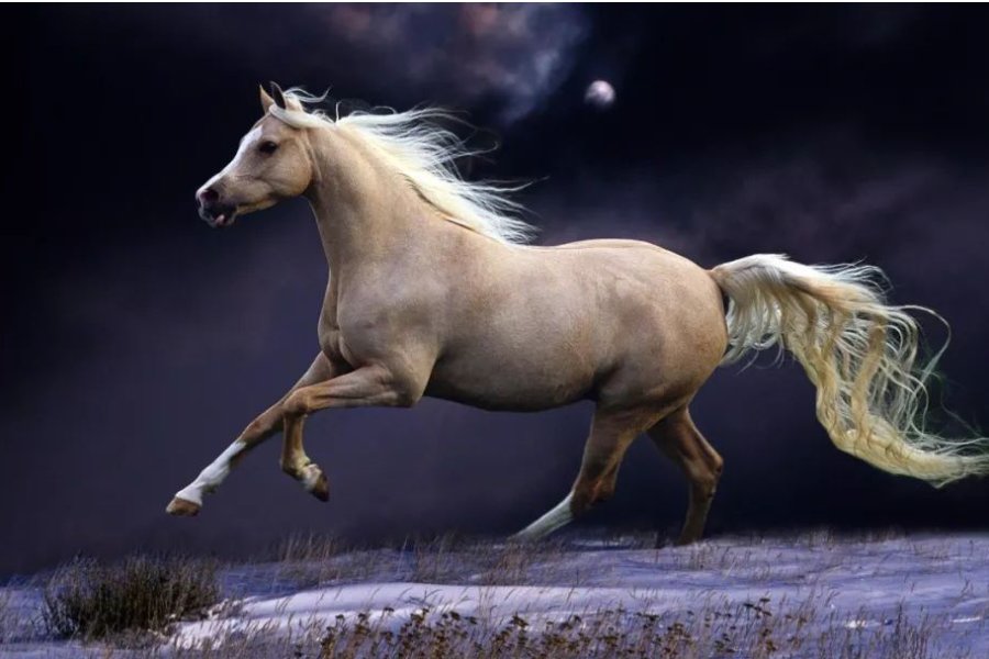 四月六眉挂弯月打一生肖