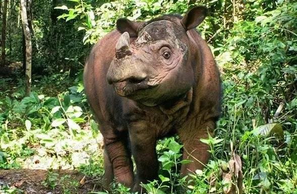 伊比利亚狼的种群现状