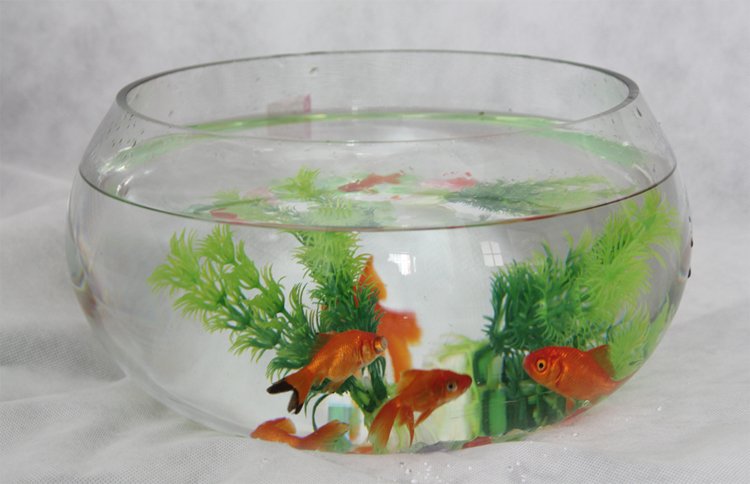 请问正对入户门处可以摆放鱼缸吗？