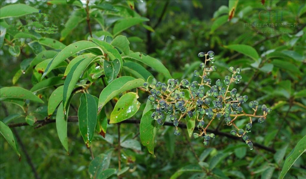 长叶女贞的介绍