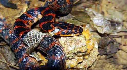 农村十大毒蛇排行榜