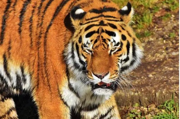 满腔怒火是什么动物