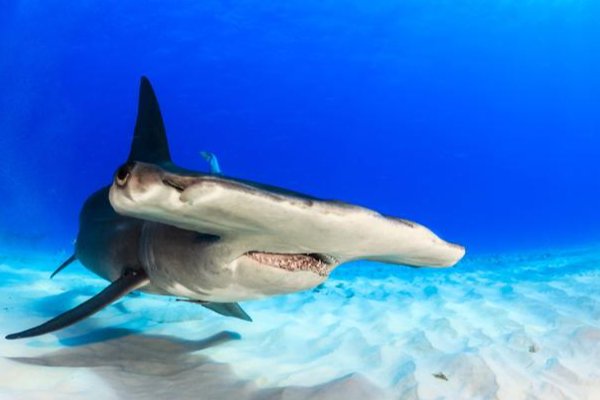 鲨鱼的天敌是谁