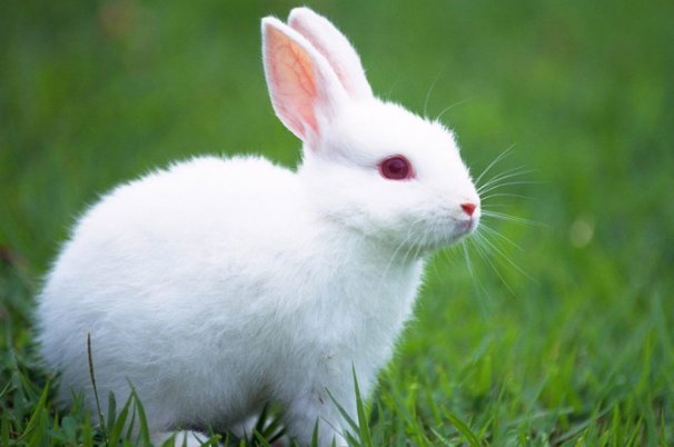 红霞满天比喻什么动物