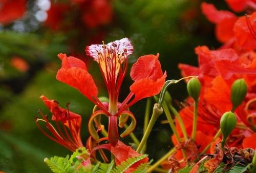 花楹花的园林用途