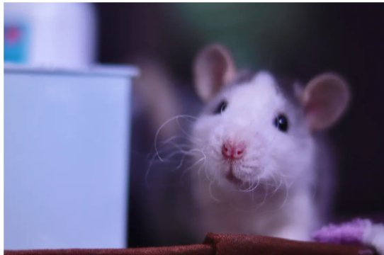 九九归一指哪个生肖