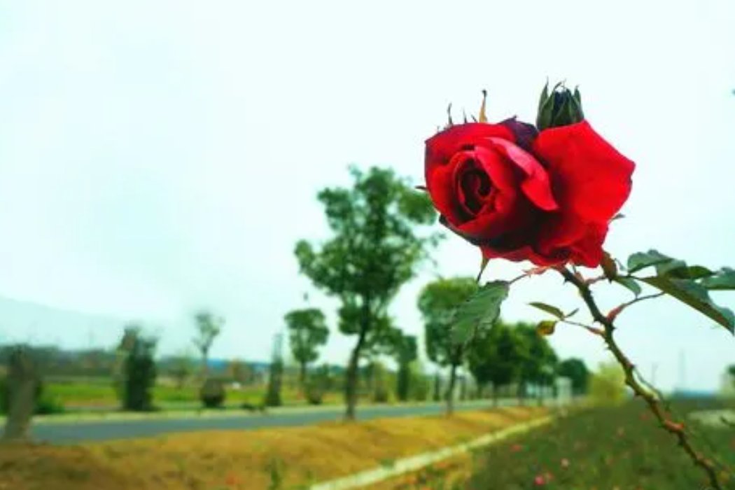 铿锵玫瑰是什么意思