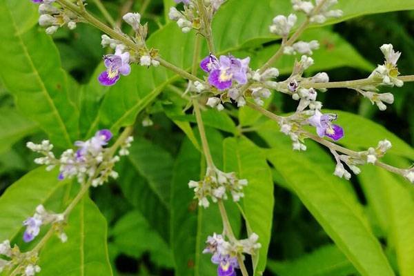 荆草长什么样子