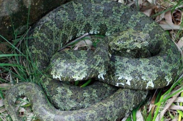 世界上最罕见的毒蛇