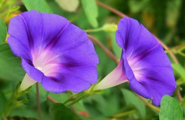 什么花在10月开