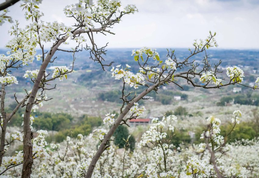 梨花的样子颜色气味其他描写