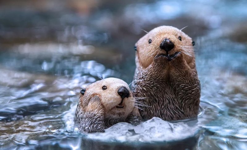 小动物的尾巴有什么作用？