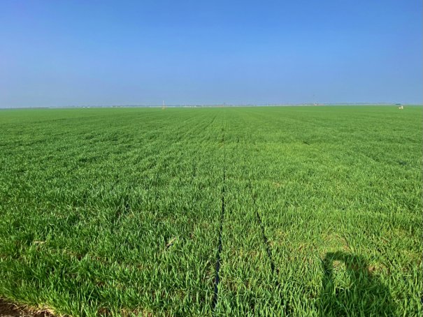 小麦十月几号种最合适