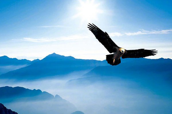 关于雄鹰飞翔的好词好句好段