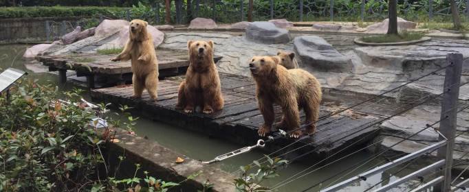 动物园里有哪些动物？