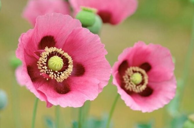 什么花花语是杀戮的