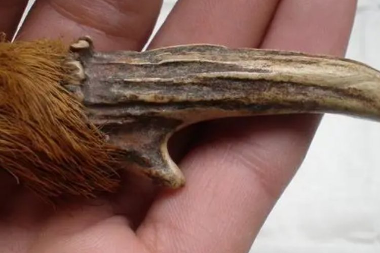 麂子角怎么加工成工艺品