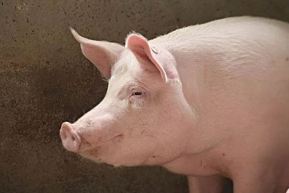 一粒红皮谷,半两还不足。雨来成碎锦,风起现花纹。是什么生肖