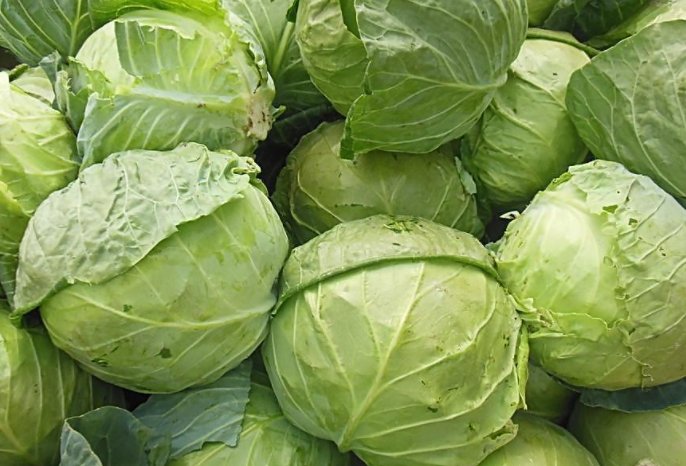 小卷心菜的解释是什么？