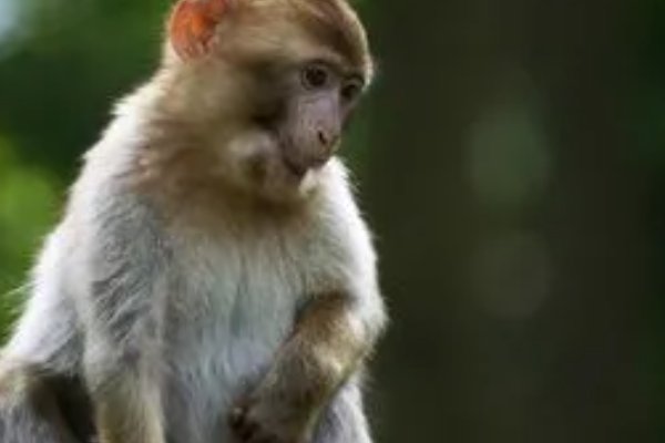 攀高枝打一准确生肖