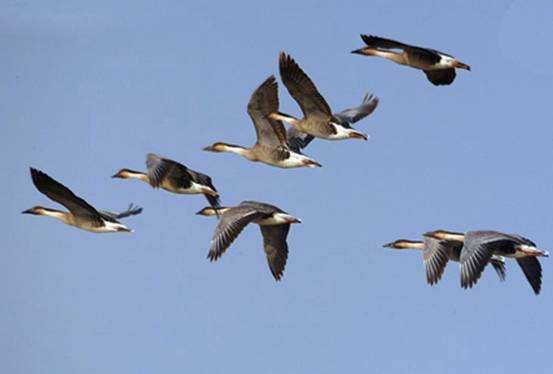 大雁南飞，北雁北归，为什么呢？
