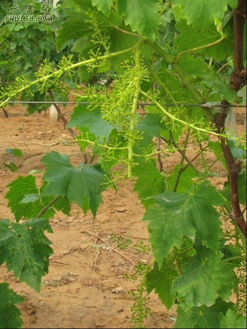 寻味葡萄的每集内容