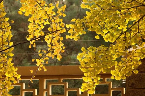 描写银杏大道的作文