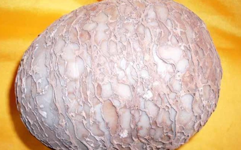 恐龙蛋化石的价值多少钱一枚？