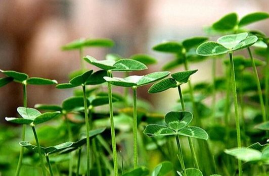 丹青不渝的寓意