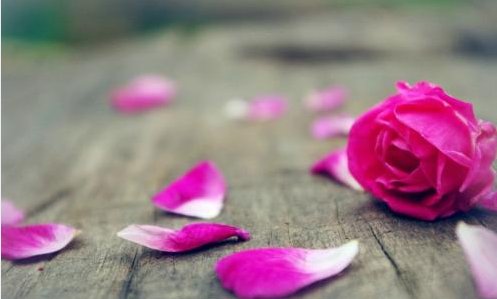 24个小时每个时刻都开什么花？