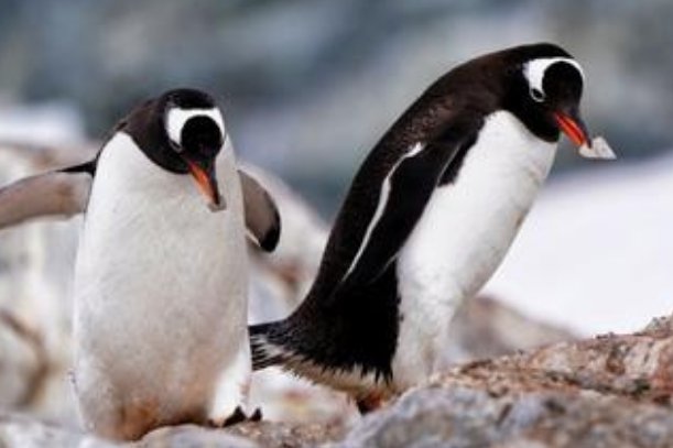 企鹅竟然没有牙齿！没有牙齿的企鹅究竟是怎么吃东西的呢？