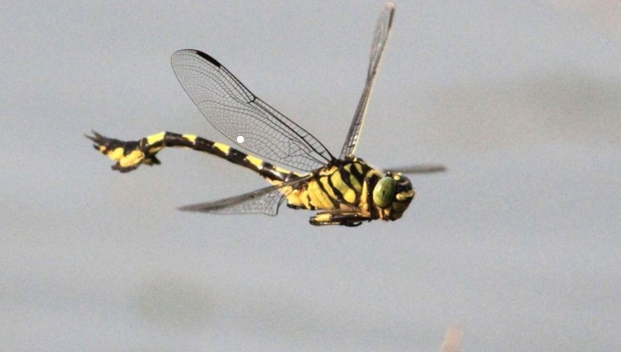 小动物的尾巴有什么作用？