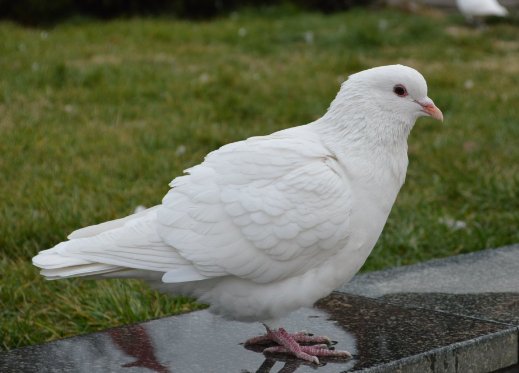 唐山春兴国际赛鸽公棚规程