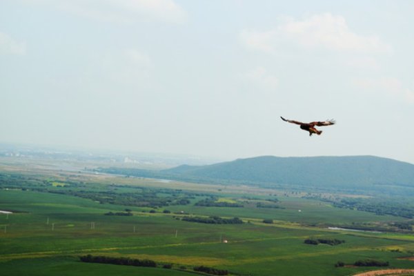 关于雄鹰飞翔的好词好句好段