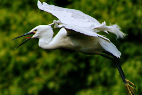 白鹭中的蓑毛是什么意思