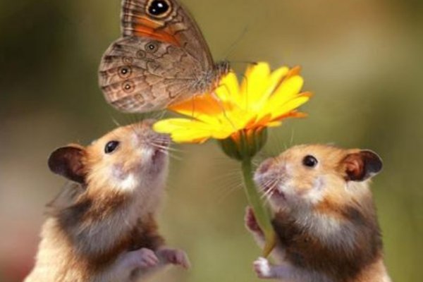 独树一帜的生肖