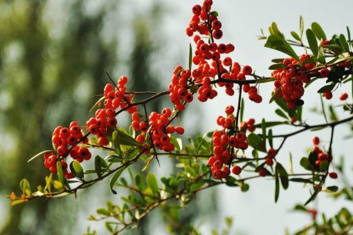 愿君多采撷的拼音怎么写？