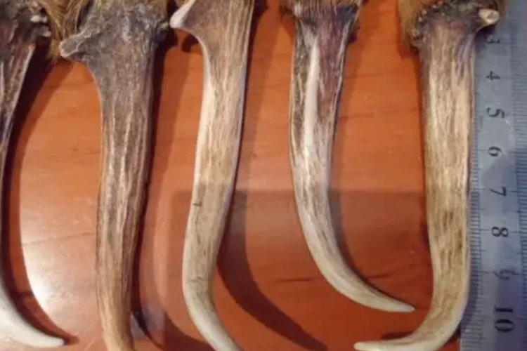 麂子角怎么加工成工艺品