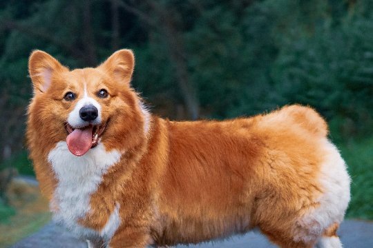 十二生肖排序年龄对照表