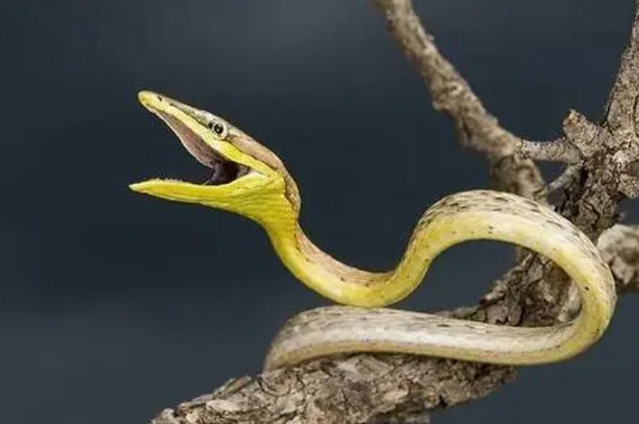 如火如荼指的是什么生肖