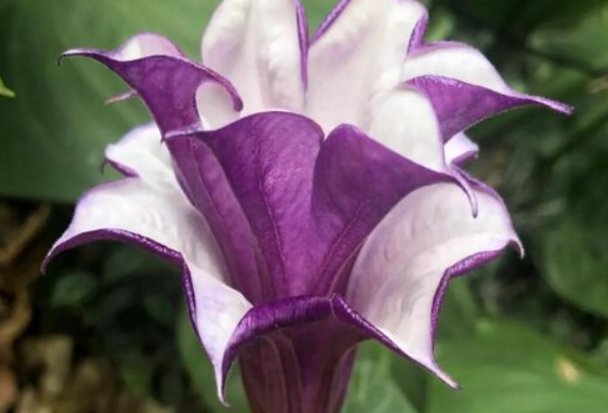 什么花花语是杀戮的