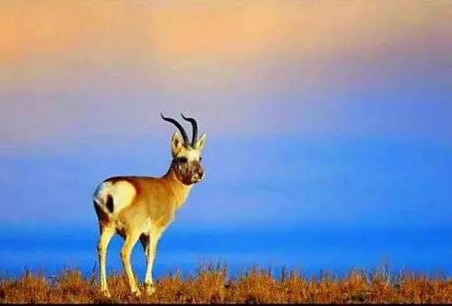 最后一只藏羚羊朗诵稿件——金北平版