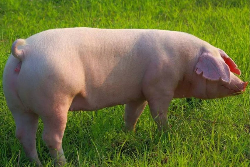 膀大腰圆形容什么生肖