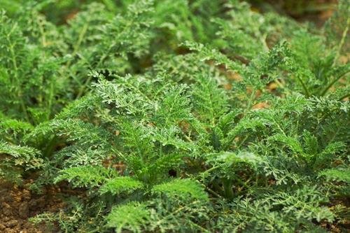 秋分很多人就计划吃吃秋菜，什么菜被称为“秋菜”？