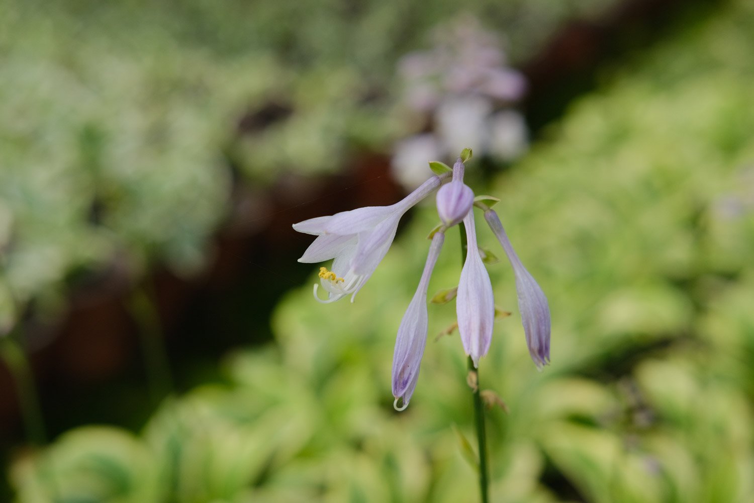 玉簪花花语是什么 玉簪花有什么象征意义