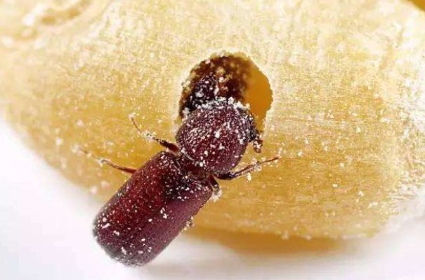 怎么彻底消灭谷蠹？急求！天太热了，家里玉米面坏了，很多谷蠹！