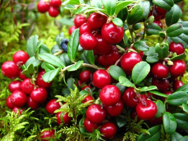 蔓越莓东北叫什么